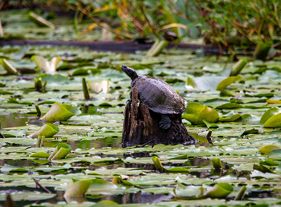 turtle-on-lillypad